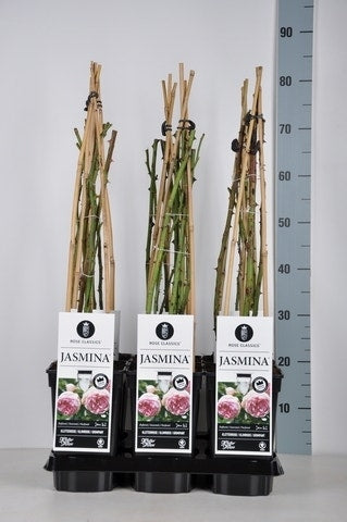  Klimroos (Rosa 'Jasmina')