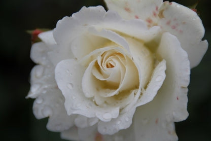  Trosroos (Rosa 'Kristallperle')