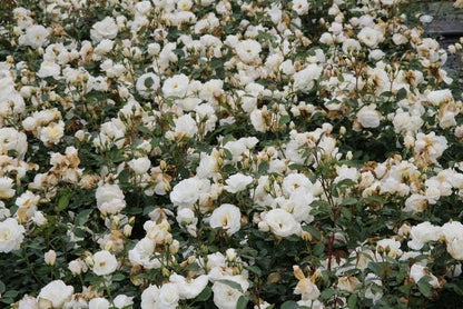  Trosroos (Rosa 'Kristallperle')