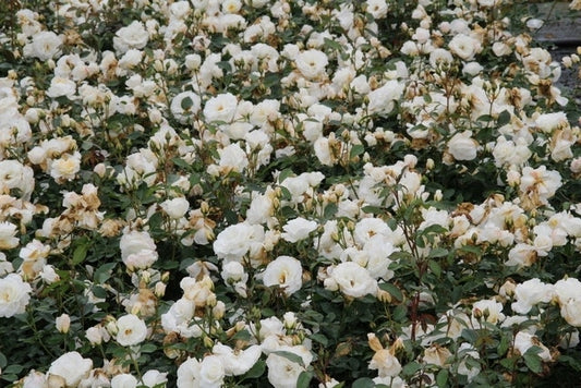  Trosroos (Rosa 'Kristallperle')