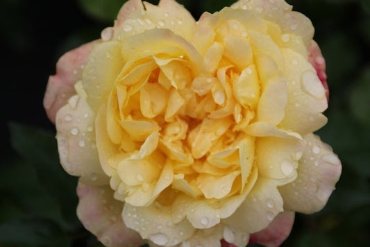  Trosroos (Rosa 'Lampion')