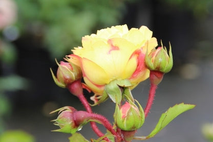  Trosroos (Rosa 'Lampion')
