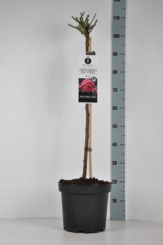  Stamroos (Rosa 'Leonardo Da Vinci')
