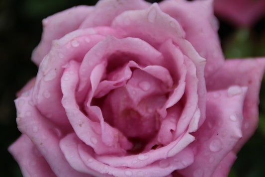  Grootbloemige Roos (Rosa 'Lila Wunder')