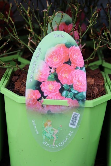  Bodembedekkende Roos (Rosa 'Lovely Fairy')