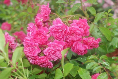  Bodembedekkende Roos (Rosa 'Lovely Fairy')