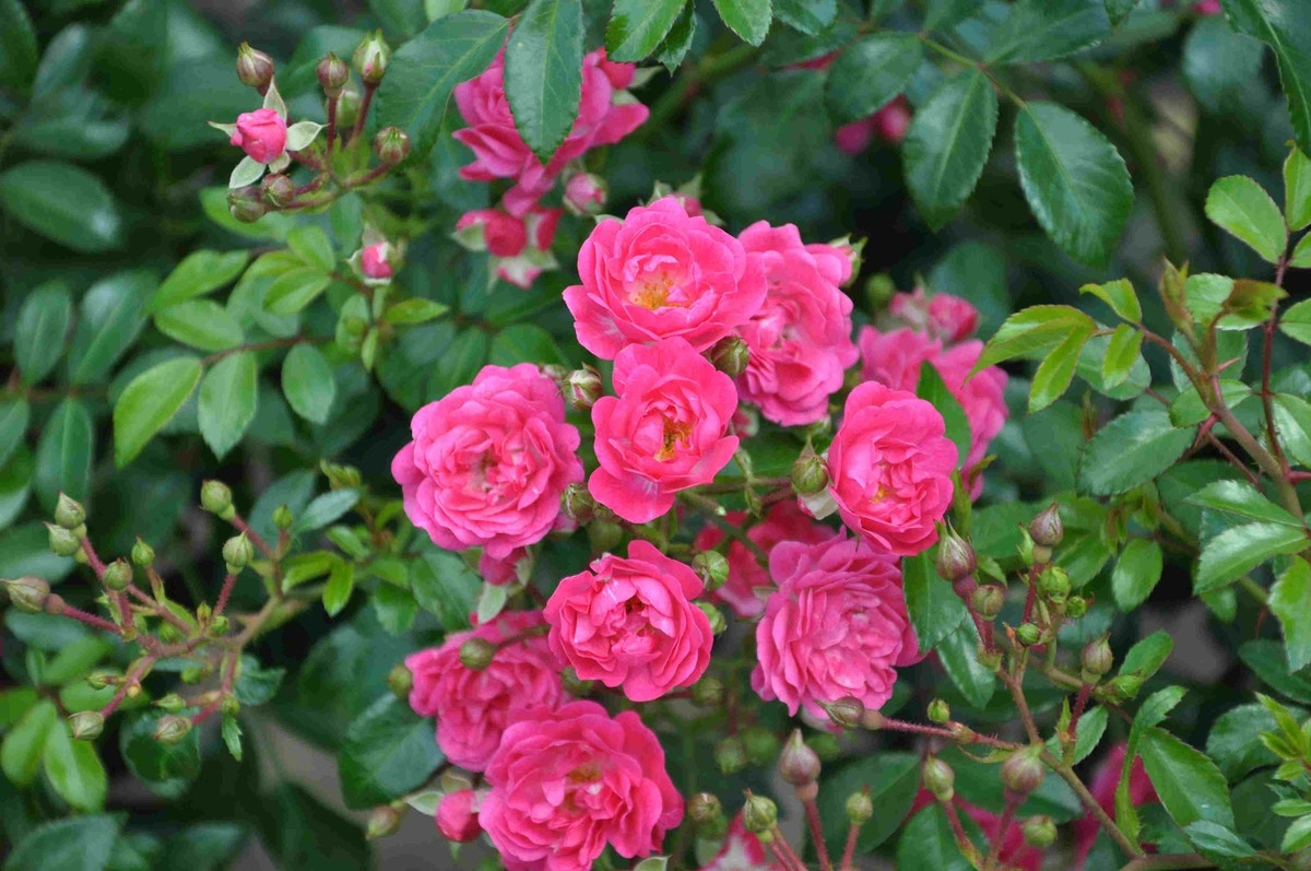  Bodembedekkende Roos (Rosa 'Lovely Fairy')