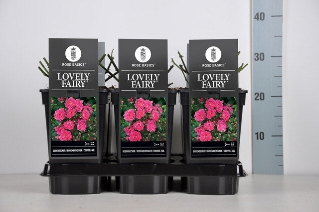  Bodembedekkende Roos (Rosa 'Lovely Fairy')