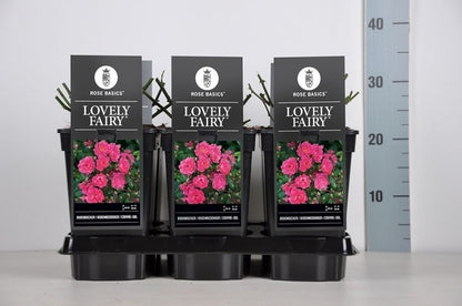  Bodembedekkende Roos (Rosa 'Lovely Fairy')