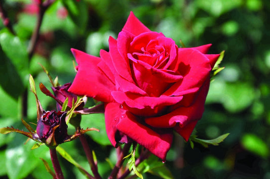  Klimroos (Rosa 'Mazurika')