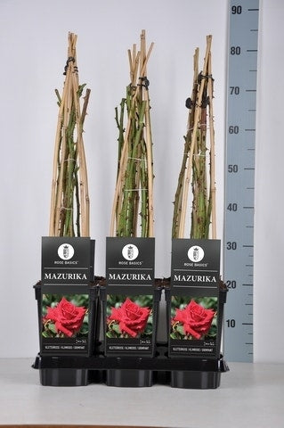  Klimroos (Rosa 'Mazurika')