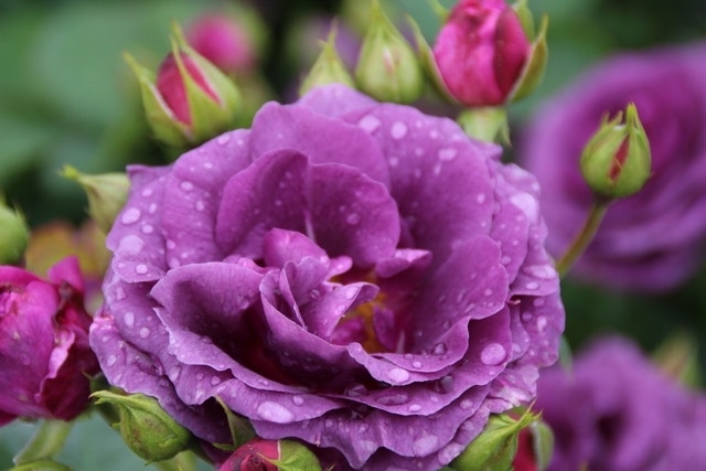  Trosroos (Rosa 'Minerva')