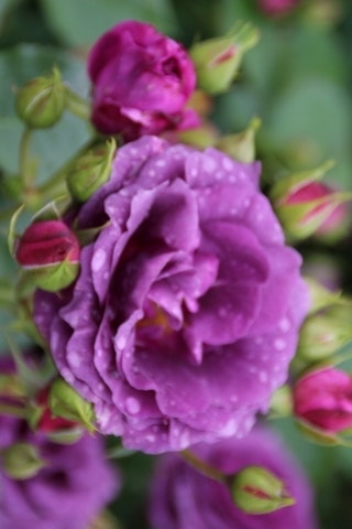  Trosroos (Rosa 'Minerva')