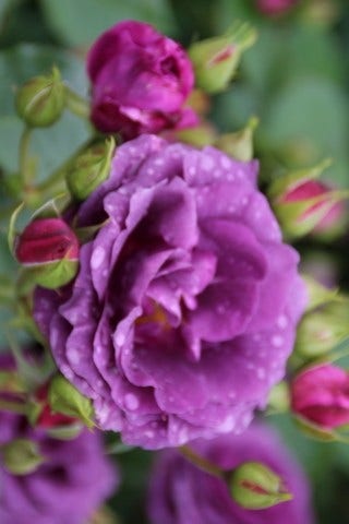  Stamroos (Rosa 'Minerva')