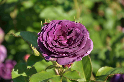  Stamroos (Rosa 'Minerva')