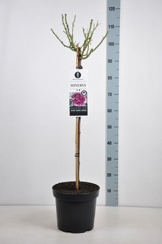  Stamroos (Rosa 'Minerva')