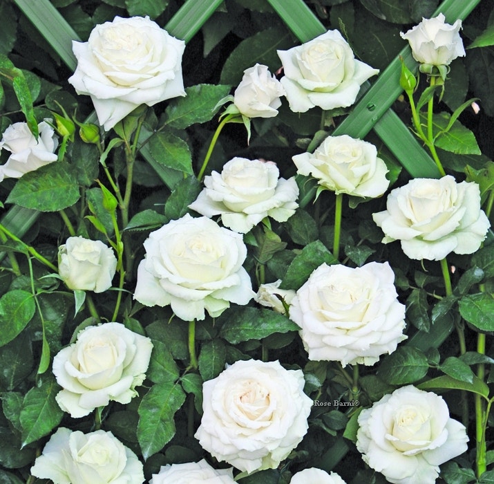  Klimroos (Rosa 'Monna Lisa')