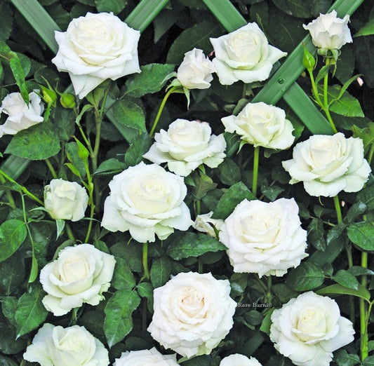  Klimroos (Rosa 'Monna Lisa')