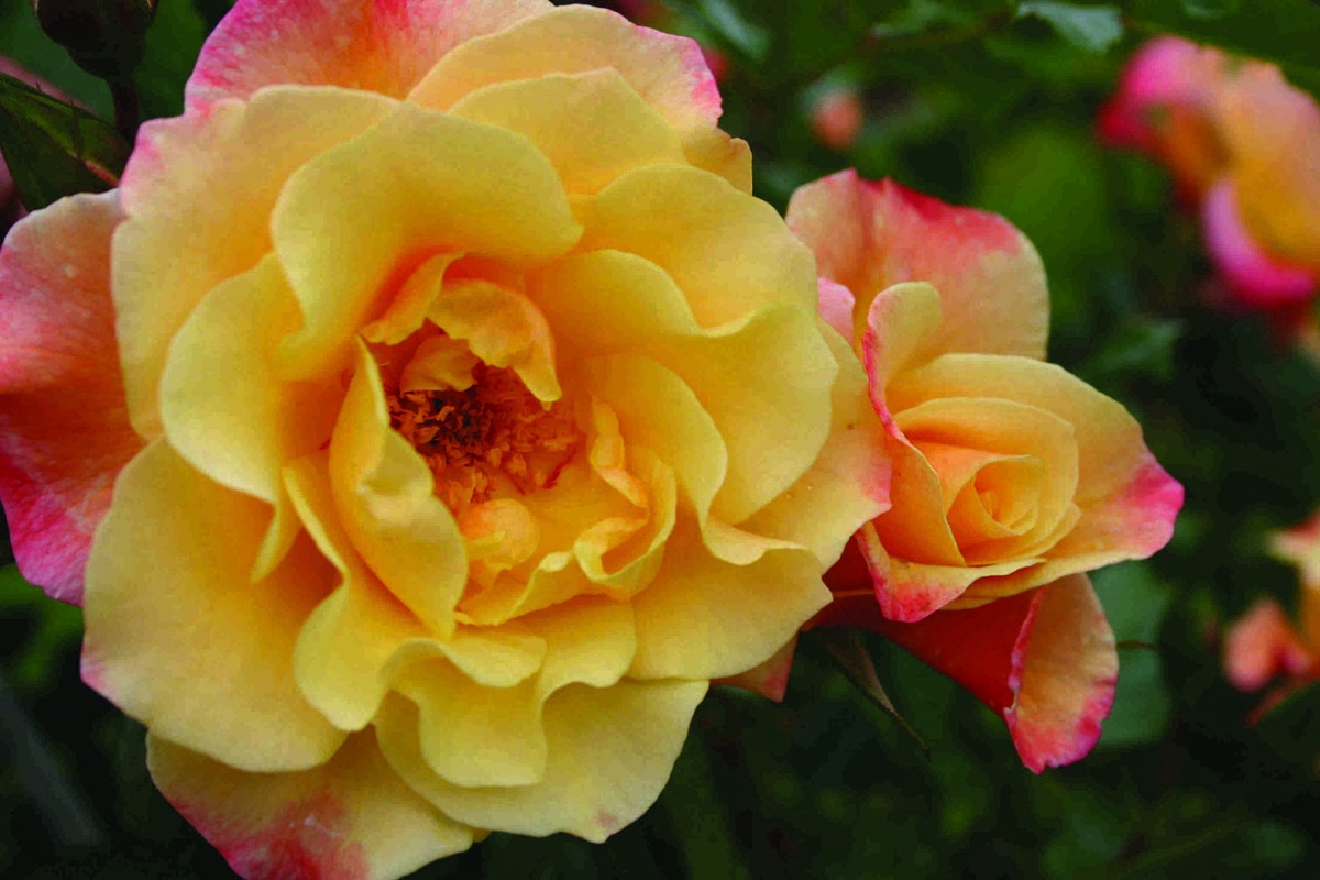  Klimroos (Rosa 'Moonlight')