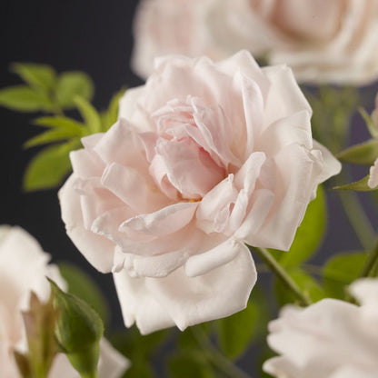  Klimroos (Rosa 'New Dawn')