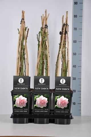  Klimroos (Rosa 'New Dawn')