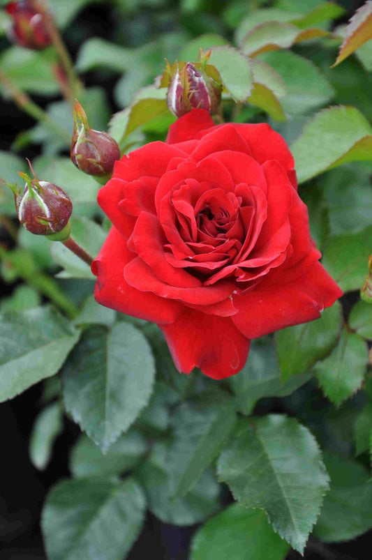  Trosroos (Rosa 'Nina Weibull')
