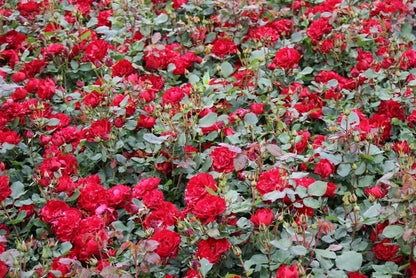  Trosroos (Rosa 'Nina Weibull')