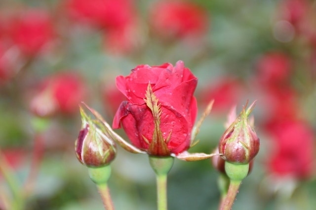 Trosroos (Rosa 'Nina Weibull')