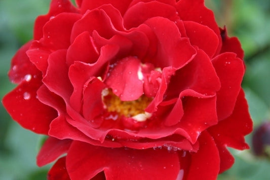  Trosroos (Rosa 'Nina Weibull')
