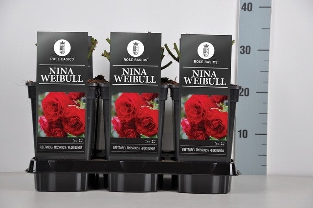  Trosroos (Rosa 'Nina Weibull')