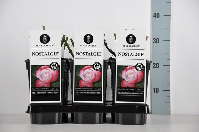  Grootbloemige Roos (Rosa 'Nostalgie')