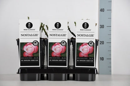  Grootbloemige Roos (Rosa 'Nostalgie')