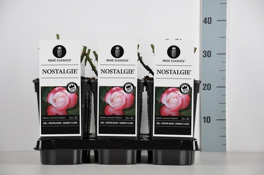  Grootbloemige Roos (Rosa 'Nostalgie')