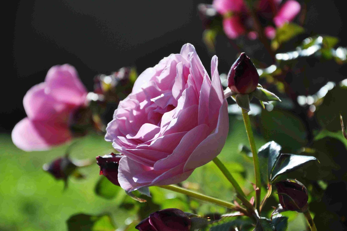  Klimroos (Rosa 'Our Last Summer')
