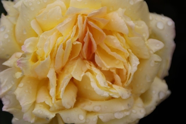  Grootbloemige Roos (Rosa 'Peace' (Gloria Dei)