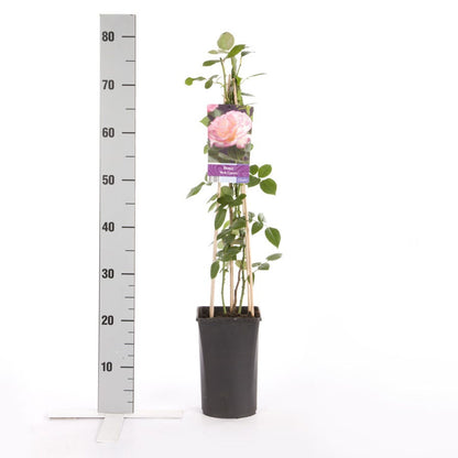  Klimroos (Rosa 'pink Candy')