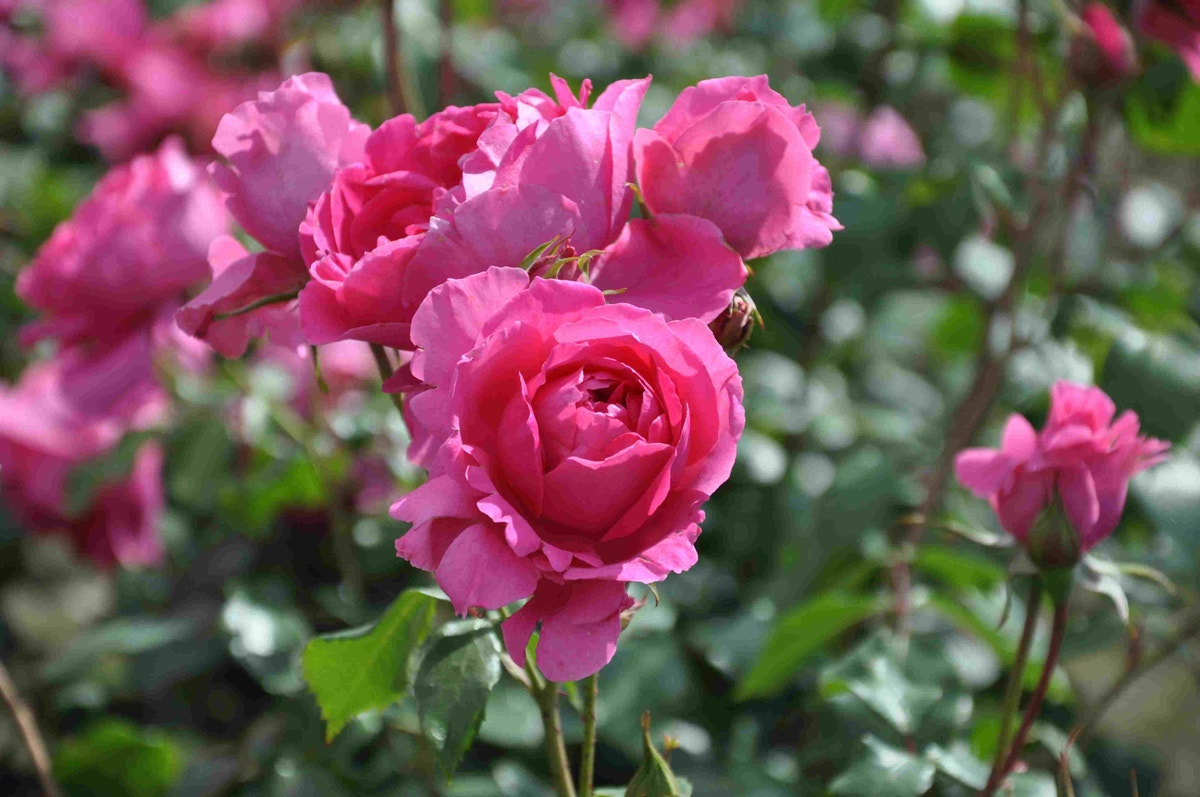  Klimroos (Rosa 'Pink Cloud')