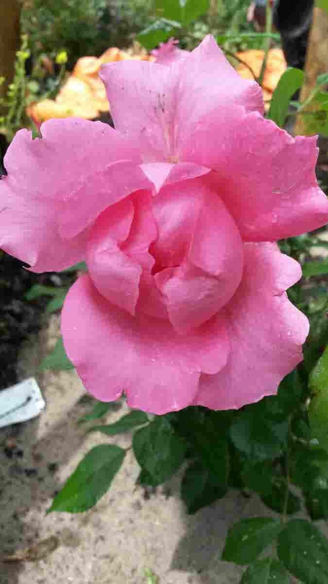  Klimroos (Rosa 'Pink Cloud')