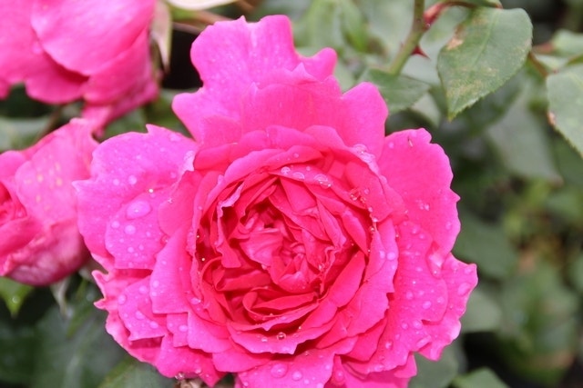  Klimroos (Rosa 'Pink Cloud')