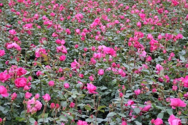  Klimroos (Rosa 'Pink Cloud')