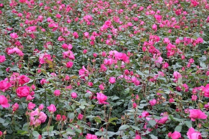  Klimroos (Rosa 'Pink Cloud')