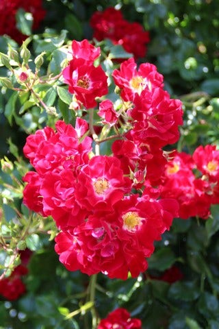  Stamroos (Rosa 'Rambling Rosie')