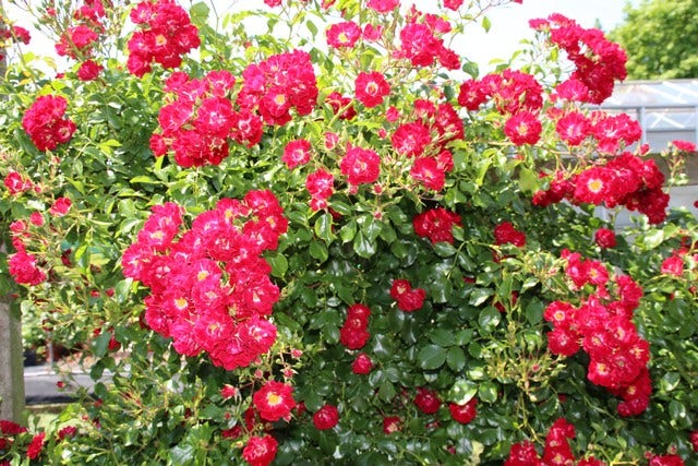  Stamroos (Rosa 'Rambling Rosie')