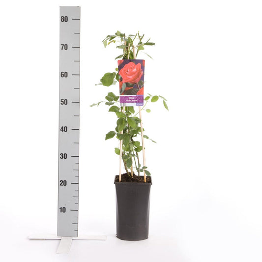  Klimroos (Rosa 'red Climber')