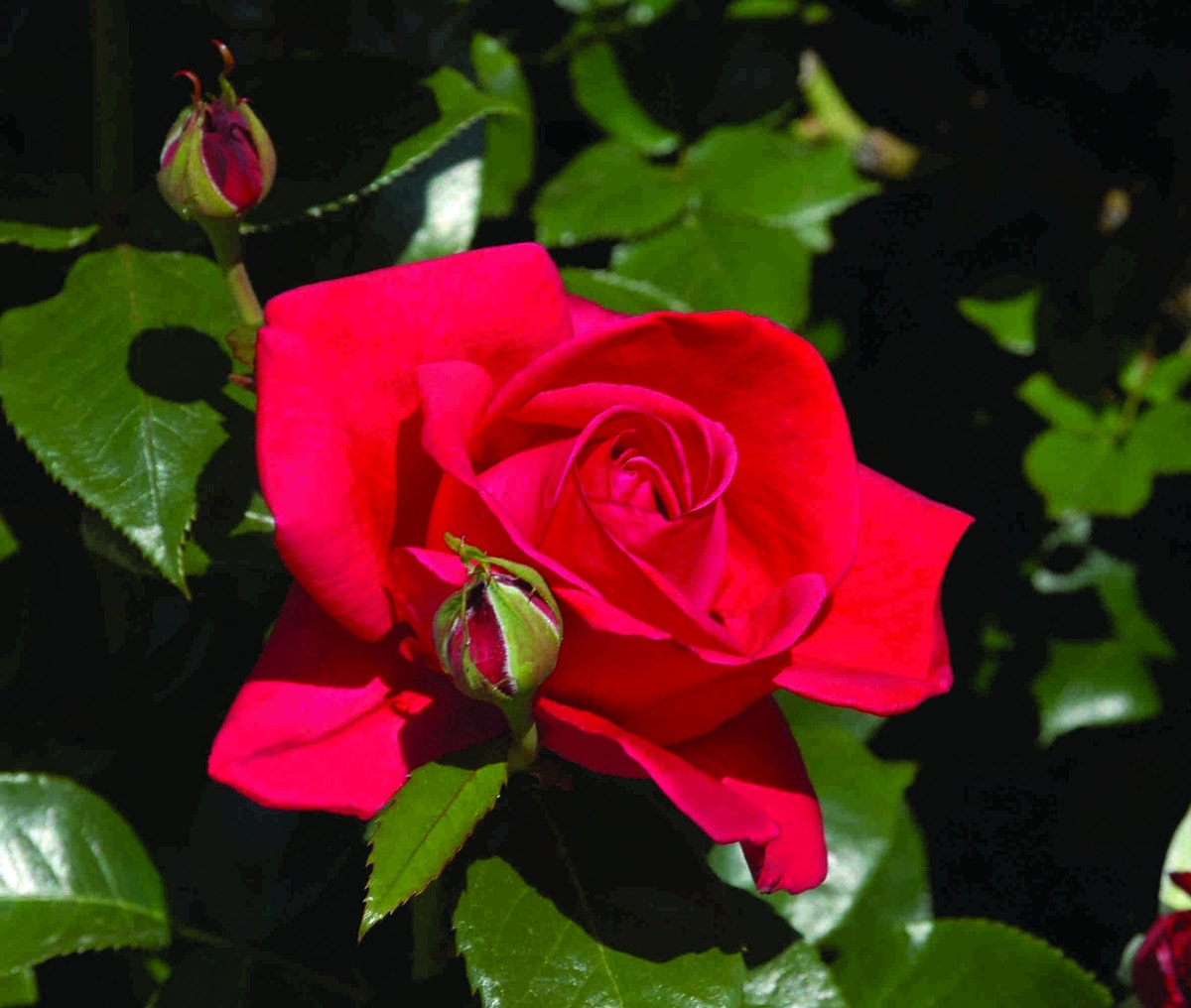  Klimroos (Rosa 'Red Flame')