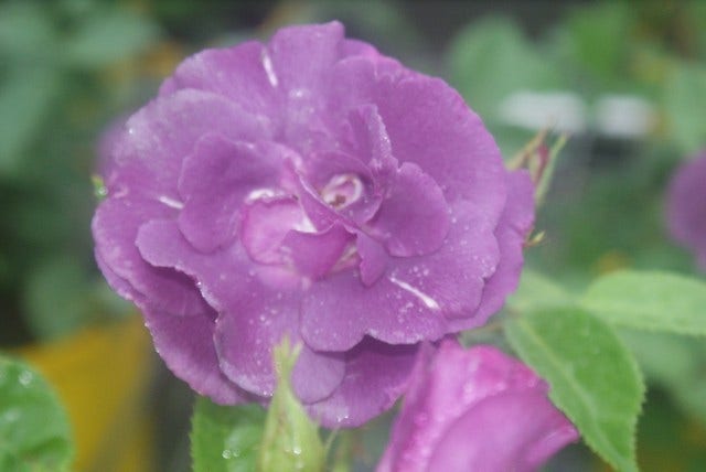  Roos (Rosa 'Rhapsody In Blue')