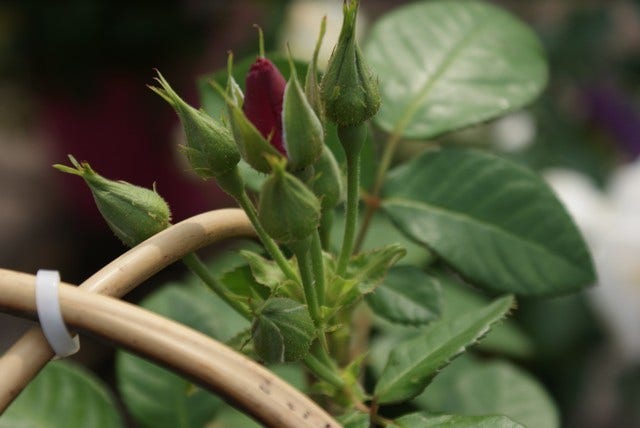 Roos (Rosa 'Rhapsody In Blue')
