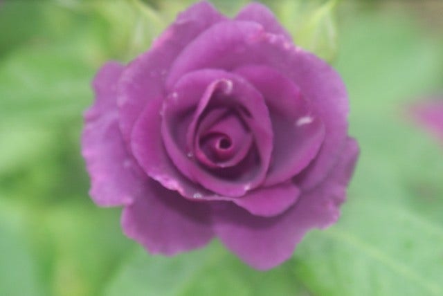  Roos (Rosa 'Rhapsody In Blue')
