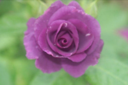  Roos (Rosa 'Rhapsody In Blue')