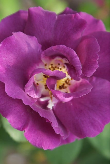  Roos (Rosa 'Rhapsody In Blue')